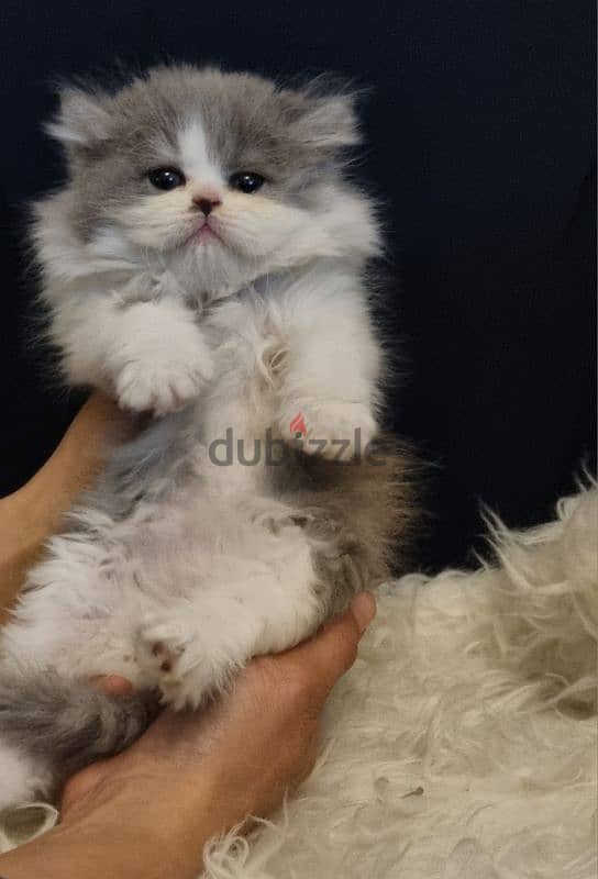 special price female persian 7