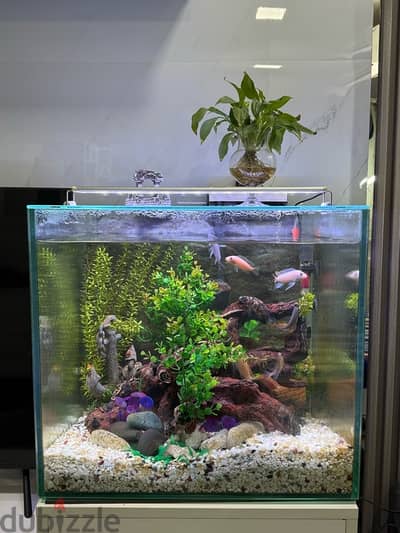 aquarium 90 litres with african sichlif fish