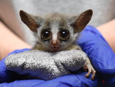 Prince demidoff's bush baby