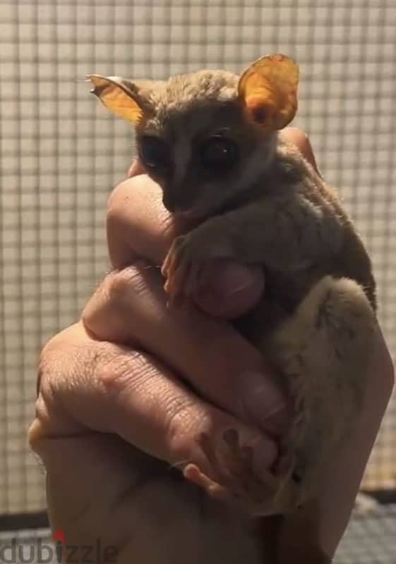 Prince demidoff's bush baby 1