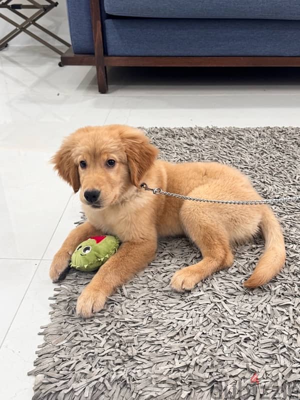 Pedigree Golden Retriever 3months old! 2