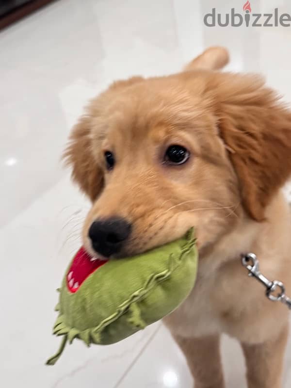 Pedigree Golden Retriever 3months old! 4