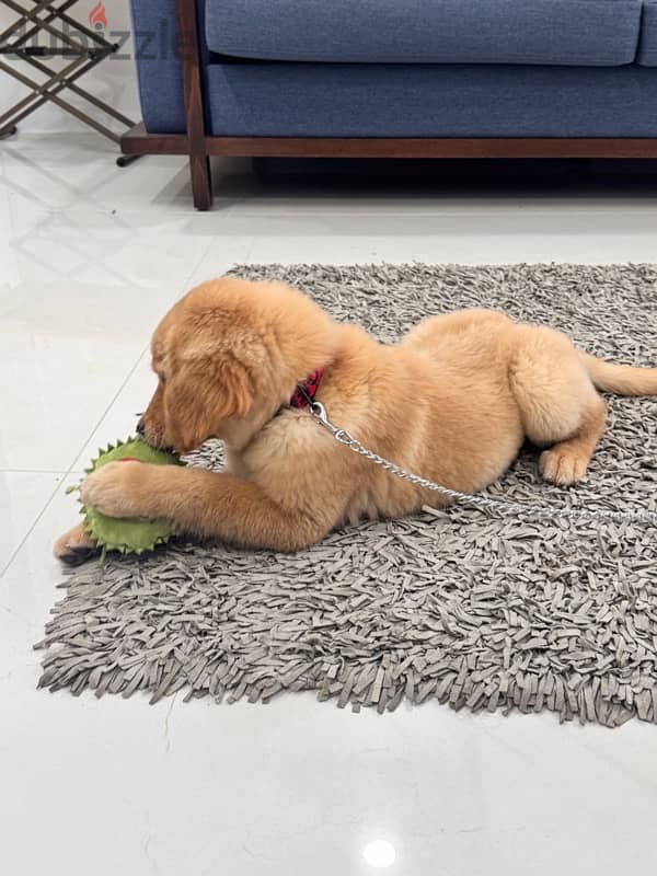 Pedigree Golden Retriever 3months old! 1