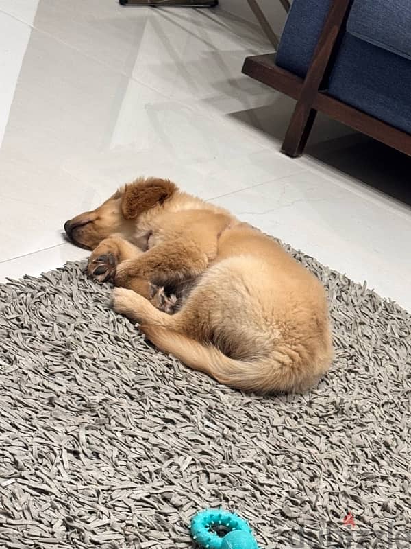 Pedigree Golden Retriever 3months old! 6