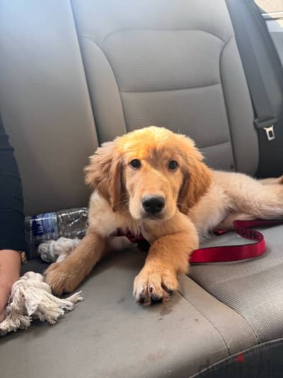 Pedigree Golden Retriever 3months old!