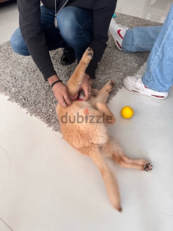 Pedigree Golden Retriever 3months old! 7