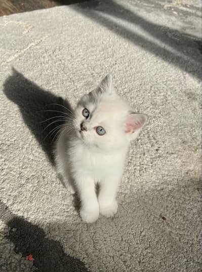 white British shorthair kittens