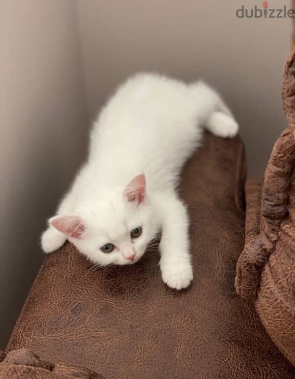 white British shorthair kittens 1