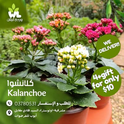 كلانشوا | Kalanchoe