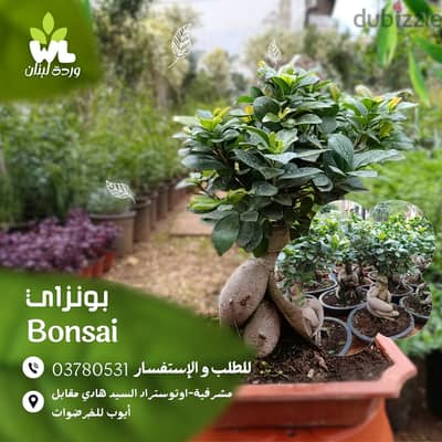 بونزاي | Bonsai