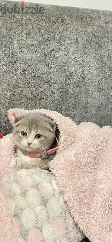 Pure Scottish Fold silver