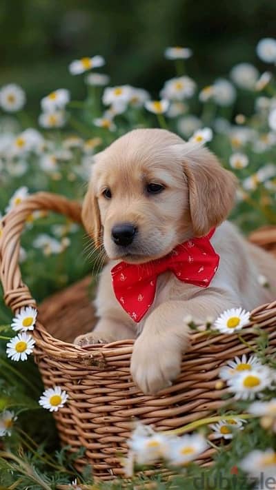 Pure Golden Retriever Puppies Available/ dog كلاب