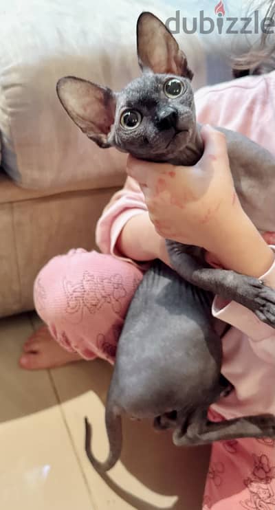 Sphynx cat for sale