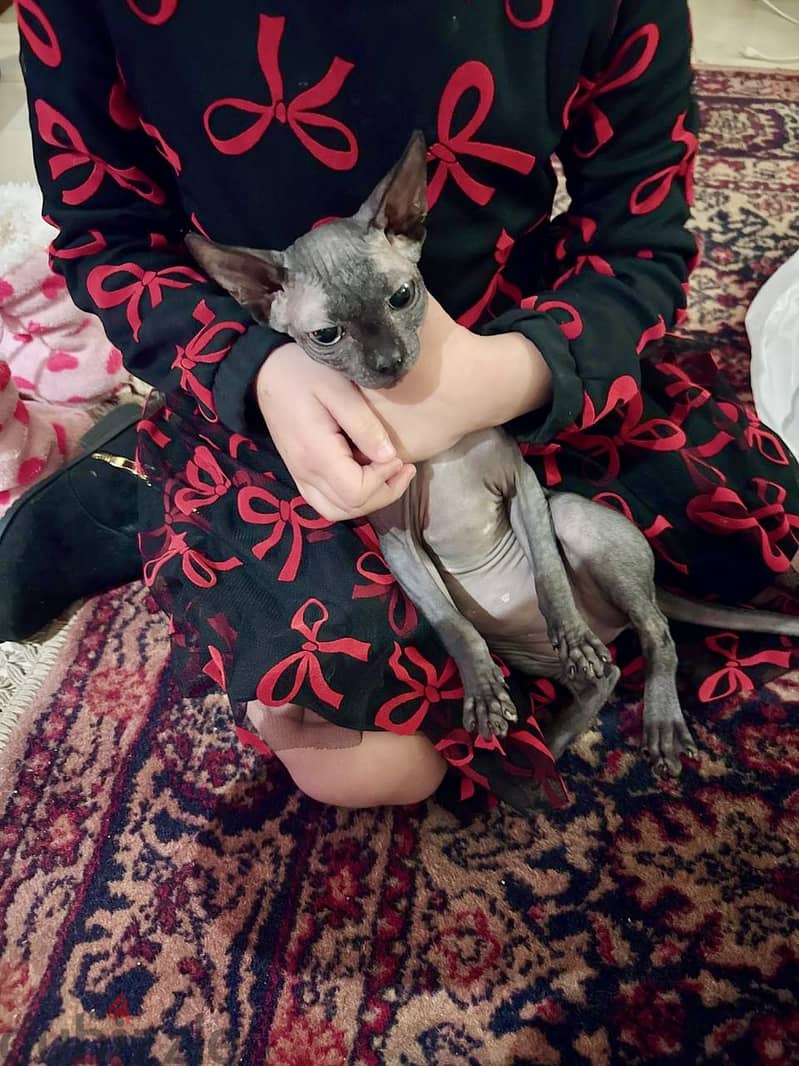 Sphynx cat for sale 1