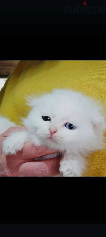 Scottish fold 1