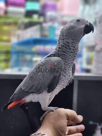 kasko parrot