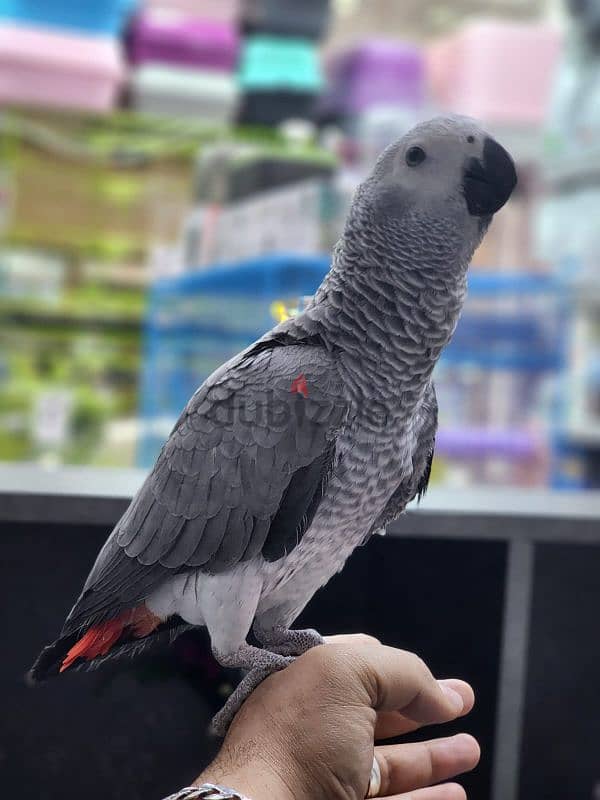 kasko parrot 1