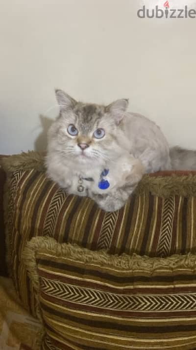 Siberian Male Cat For Adoption !!!! للجادين فقط