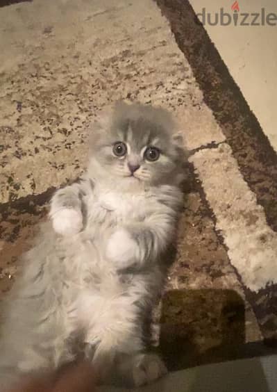 mixed scottish fold