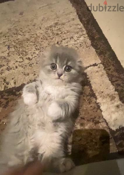 mixed scottish fold 0