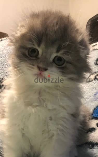 mixed scottish fold 1