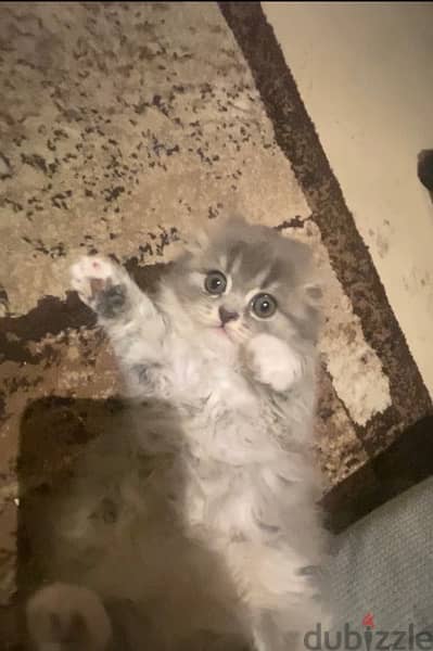 mixed scottish fold 2