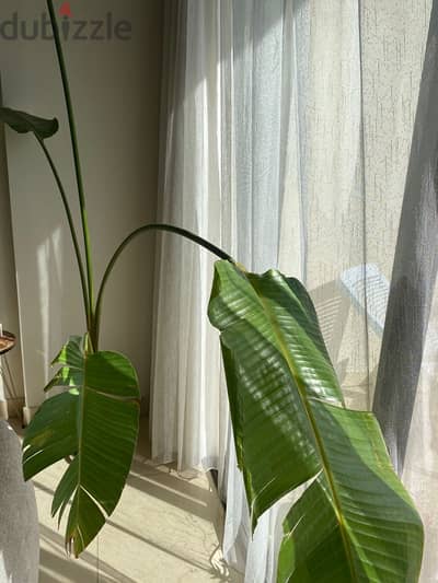 Indoor Plant