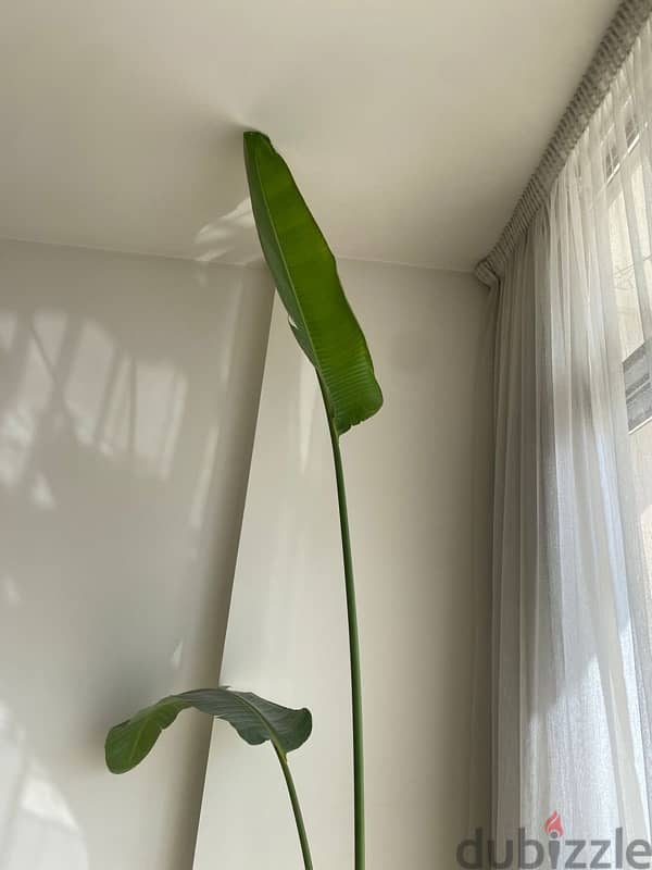 Indoor Plant 2