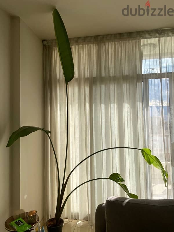 Indoor Plant 3