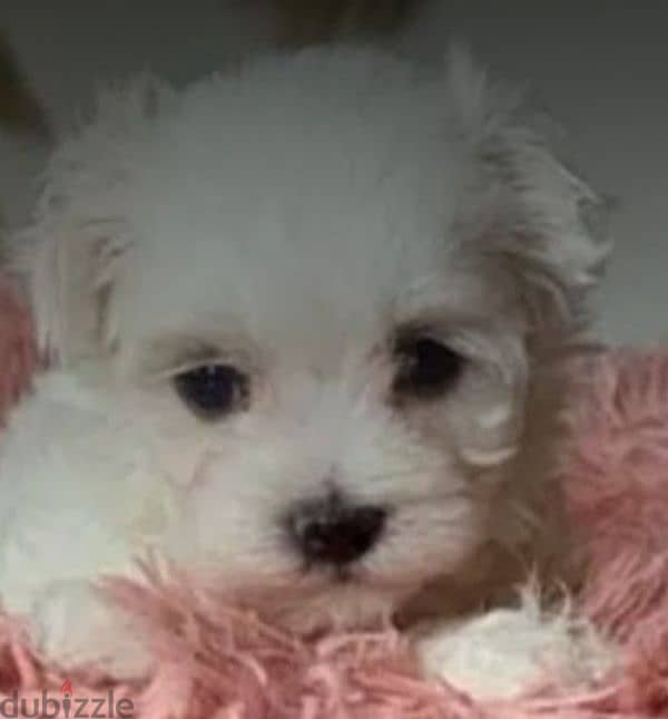 bichon maltais 1