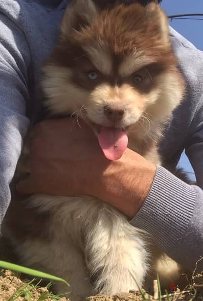 Red HUSKY Puppies