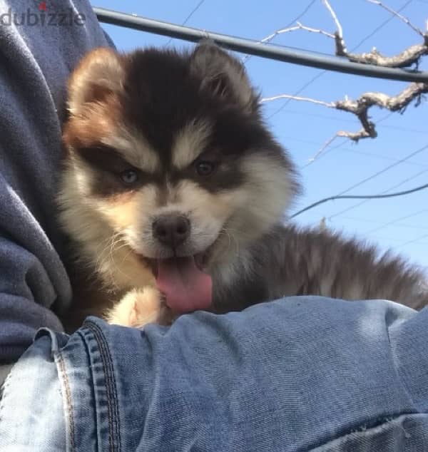 Red HUSKY Puppies 2