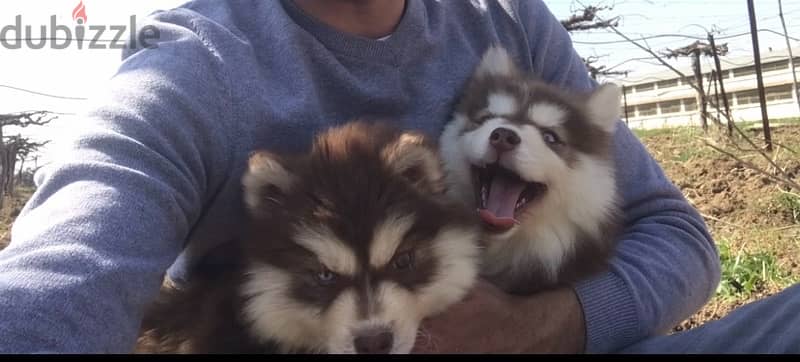 Red HUSKY Puppies 4