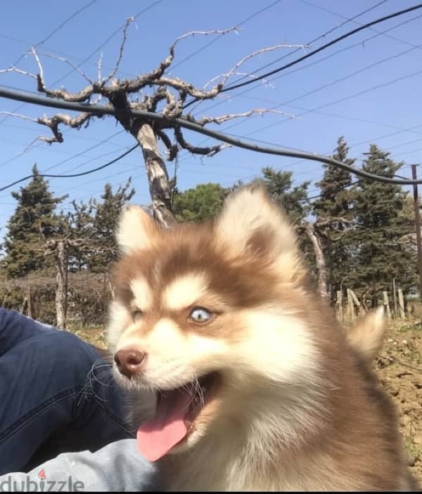 Red HUSKY Puppies 5