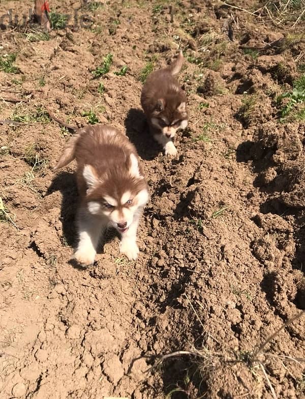 Red HUSKY Puppies 6