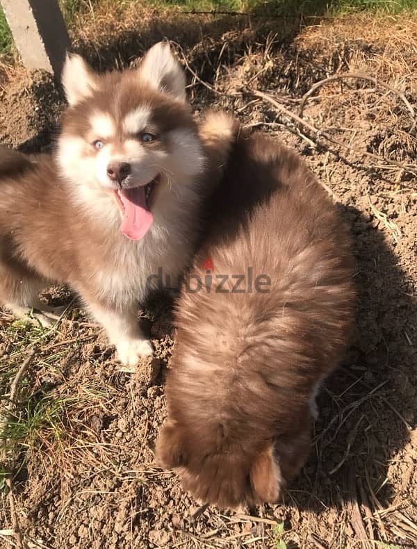 Red HUSKY Puppies 7