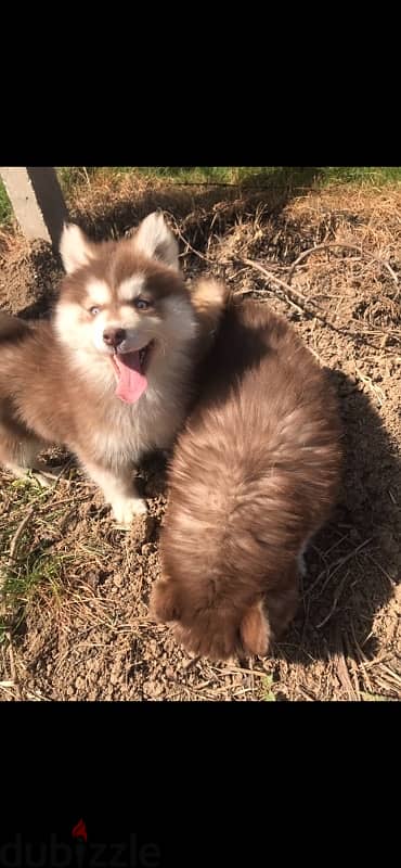 Red HUSKY Puppies 8