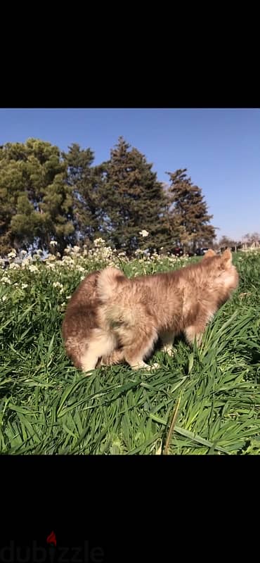 Red HUSKY Puppies 9