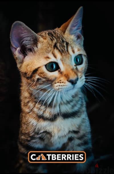 Bengal cat highest quality in the Middle East