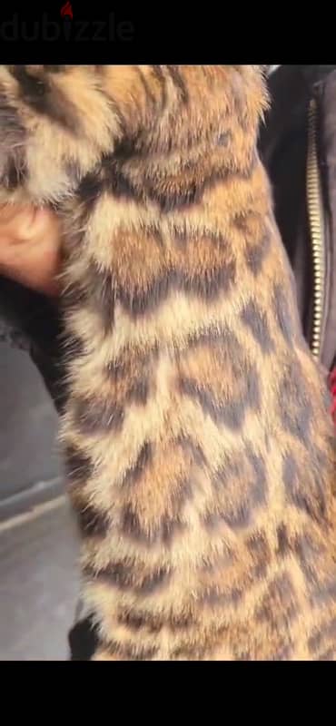 Bengal cat highest quality in the Middle East 2