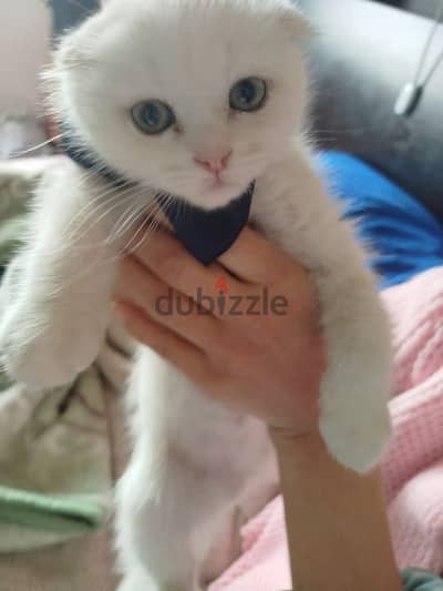 white scottish fold