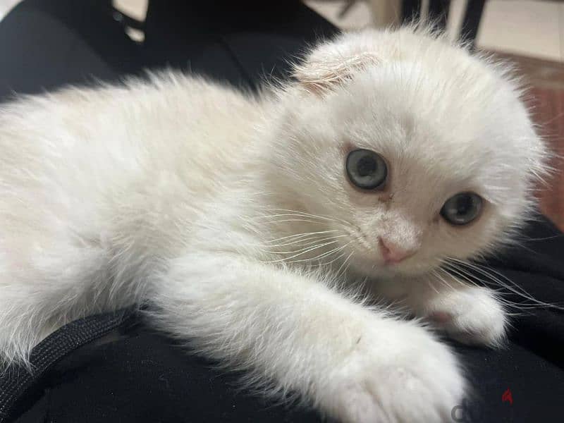 white scottish fold 1