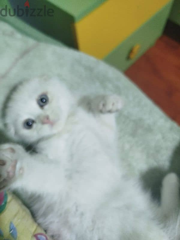 white scottish fold 2