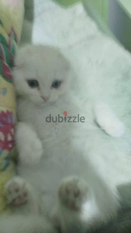 white scottish fold 3