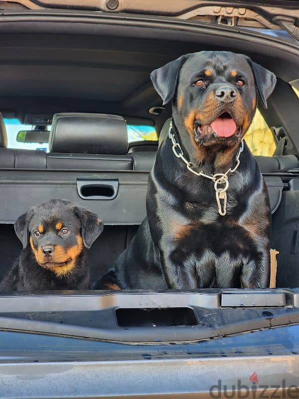 german rottweiler 1