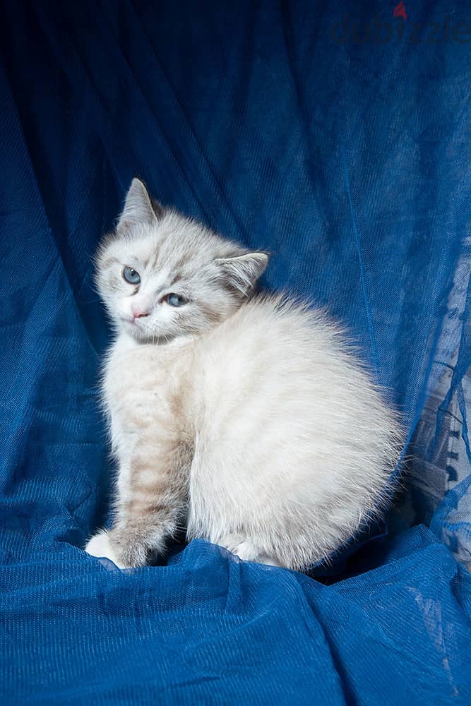 Persian Kittens for Sale 1