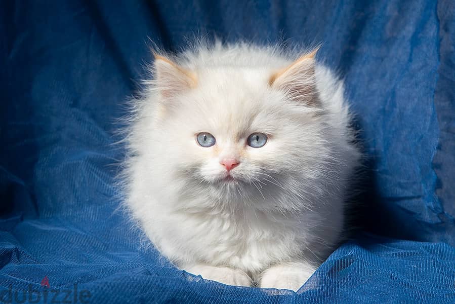 Persian Kittens for Sale 0