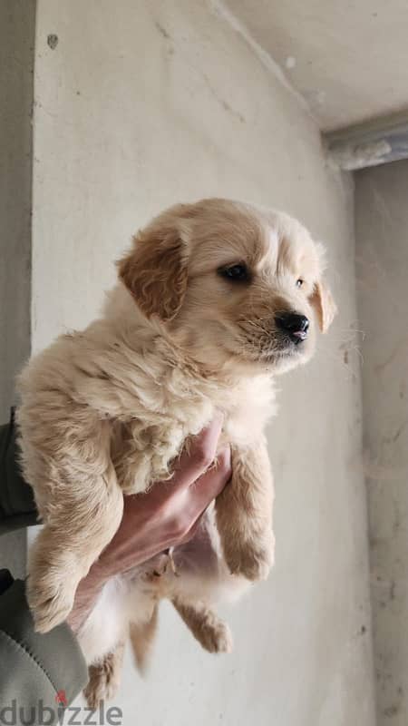 golden retriever 1