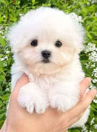 bichon maltais