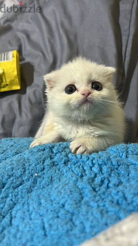 Scottish fold 0